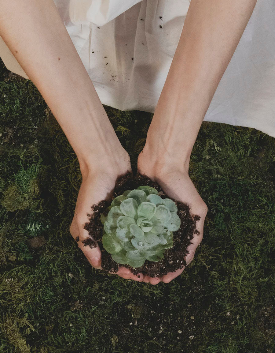 Händer som håller en suckulent växt mot en mossig bakgrund.